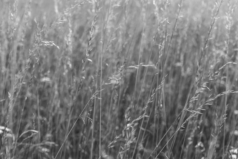 Fototapete Sommergräser