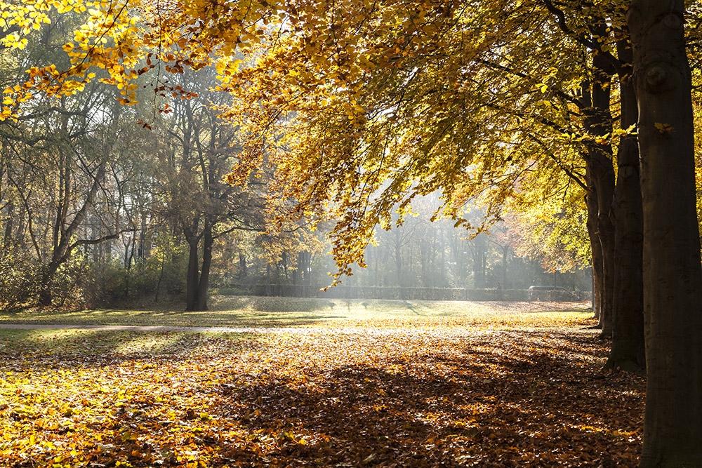 Fototapete Park im Herbst