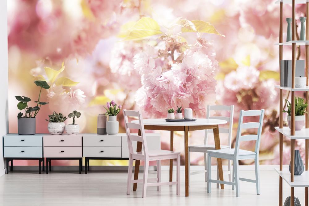 Fototapete Kirschblüte