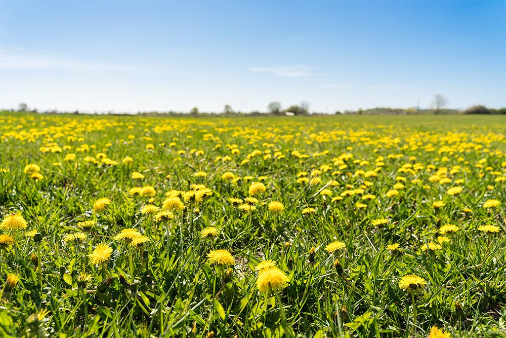 Fototapete Löwenzahn im Frühling