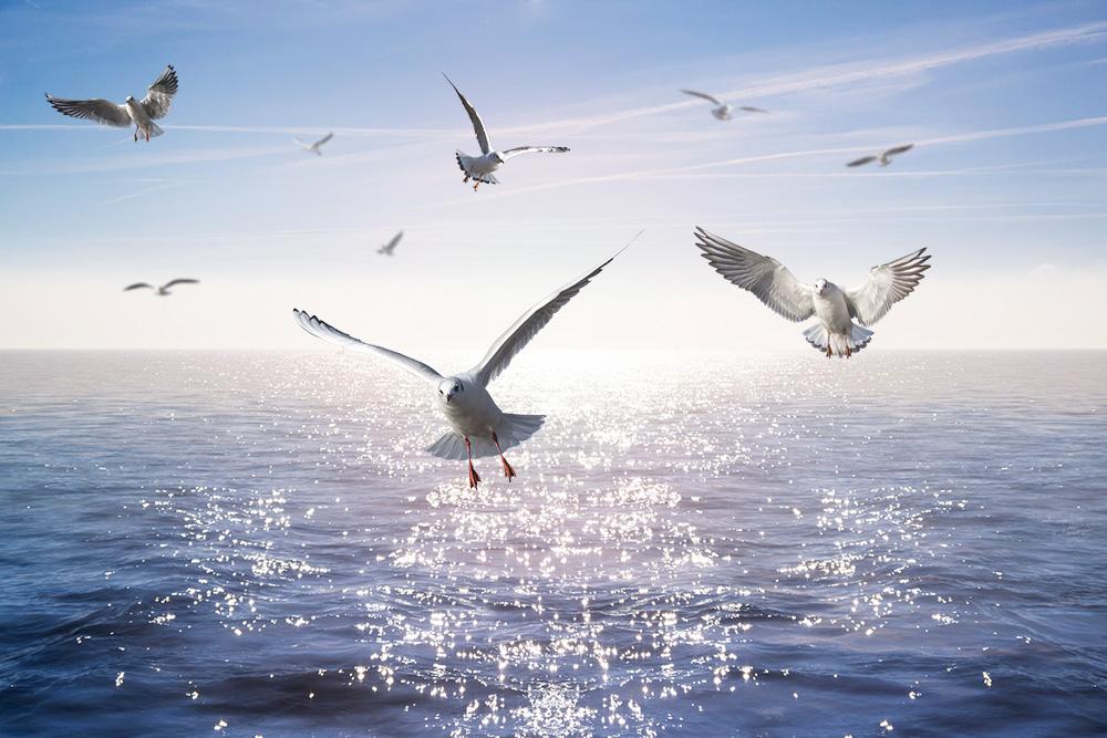 Fototapete Möwen am Meer