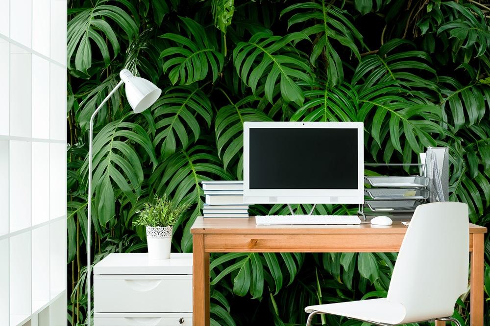 Fototapete Blätter der Monstera Pflanze