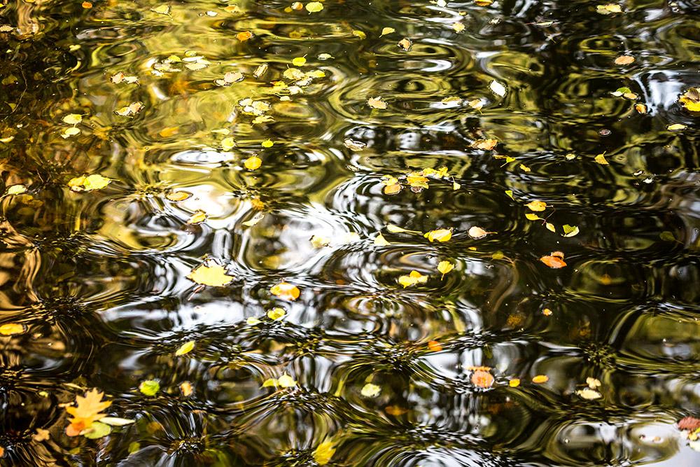 Fototapete Herbstblätter auf einem See