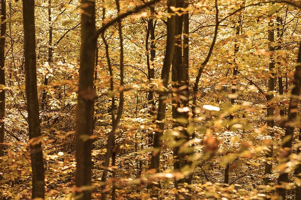 Fototapete herbstlicher Wald