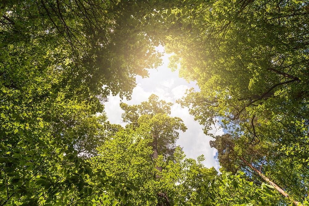 Fototapete Blick nach oben im Wald