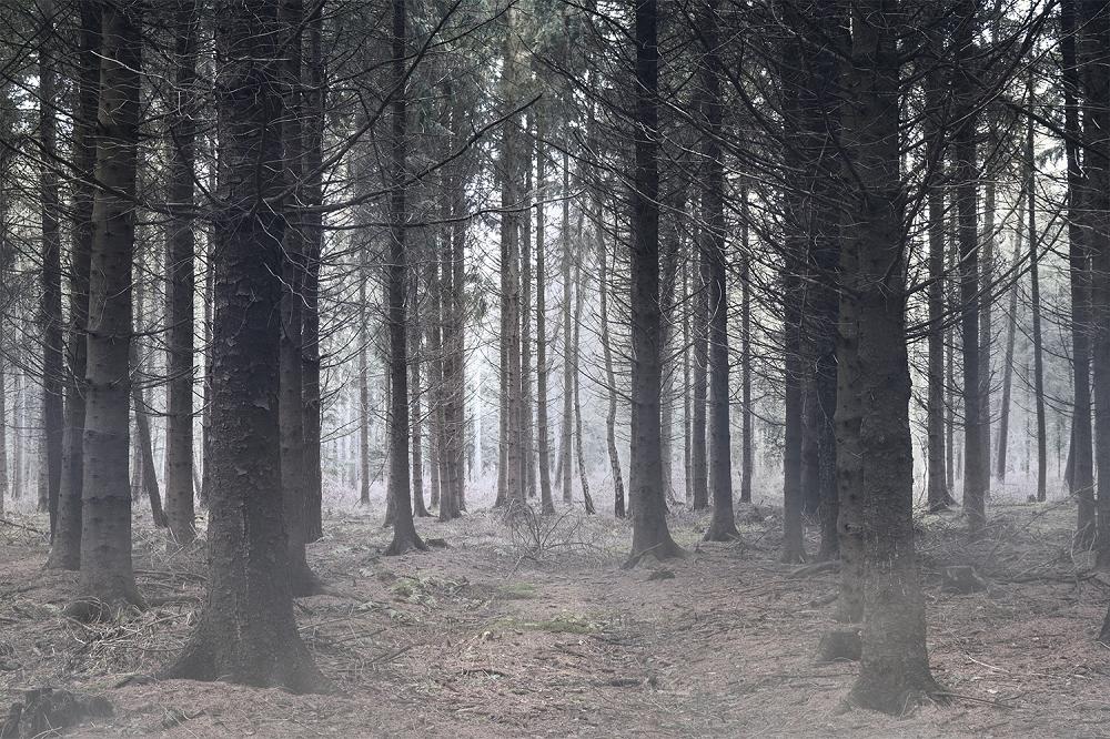 Fototapete nebeliger Wald