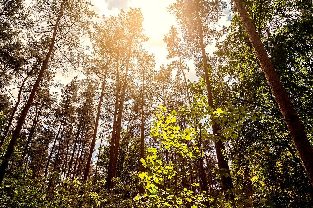 Fototapete Wald im Sonnenlicht