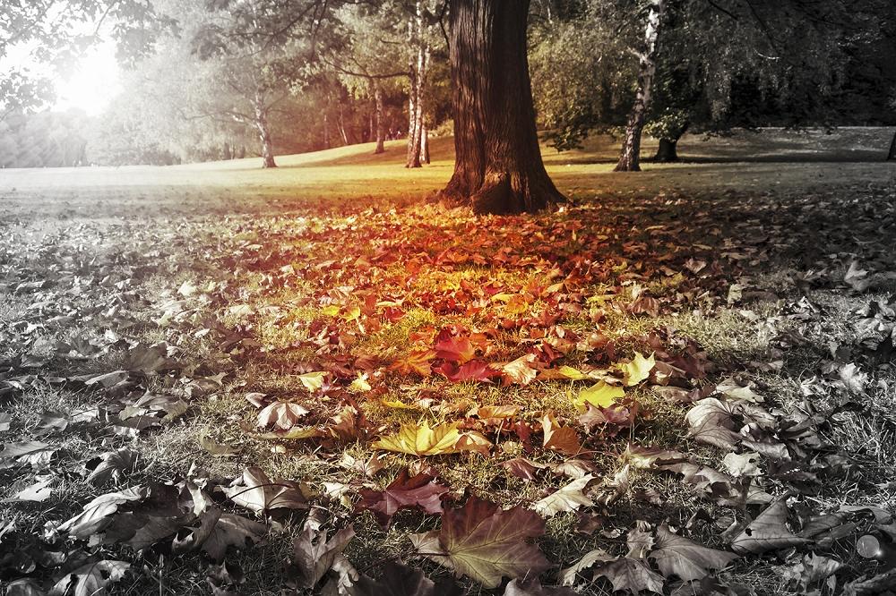 Fototapete Baumallee