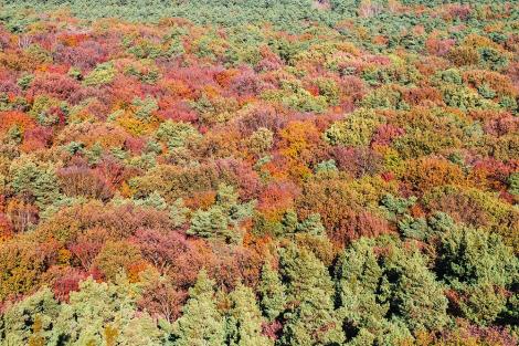 Fototapete Herbstwald
