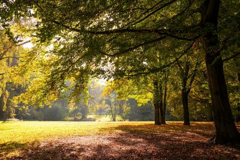 Fototapete Tiergarten