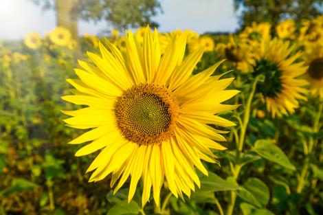 Fototapete Sonnenblume