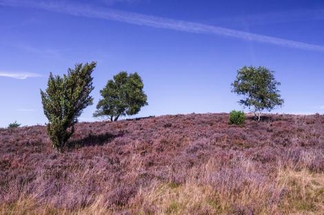 Fototapete Lüneburger Heide