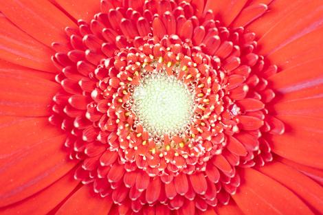 Fototapete Gerbera