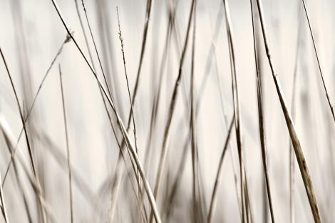 Fototapete abstrakte Gräser