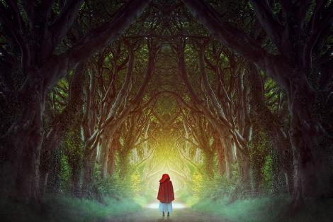 Fototapete dunkler Wald