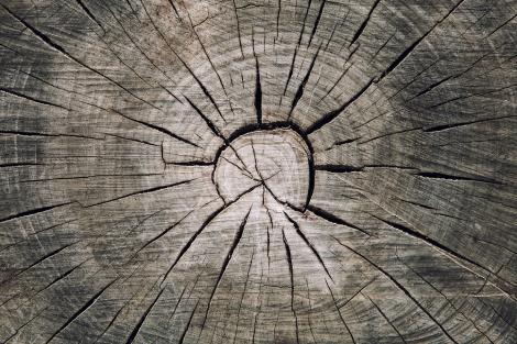 Fototapete Baumstamm Querschnitt