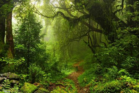 Fototapete mit dem Regenwald in Nepal