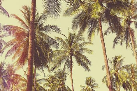 Fototapete Palmen