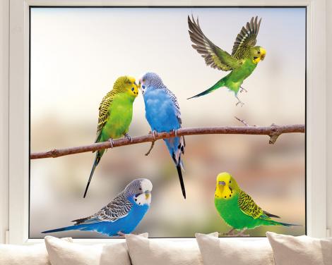 Wellensittiche Fenstersticker