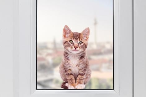 Kätzchen Fenstersticker