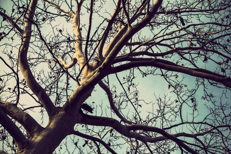 Fototapete kahler Baum