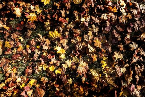 Fototapete Herbstblätter