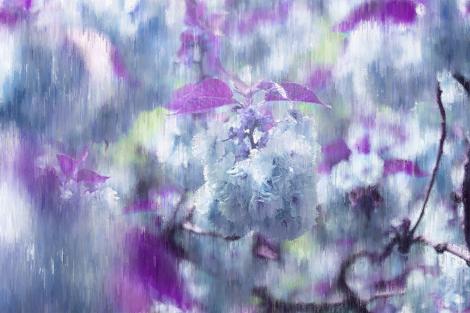 Fototapete - Kirschblüte im malerischen Design in Blau