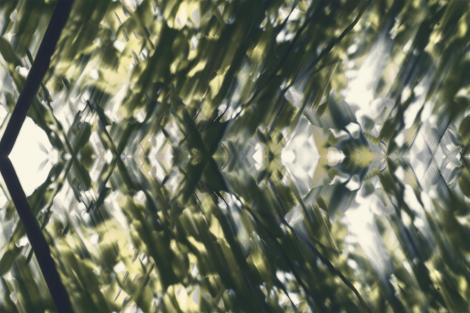 Fototapete abstrakte grüne Blätter im Wald