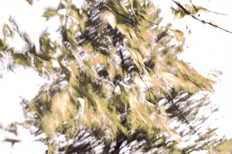 Fototapete abstrakte Darstellung eines Baums