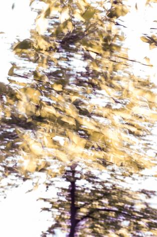 Hochformat-Fototapete abstrakte Fotografie eines Baumes