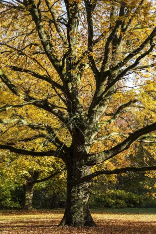 Fototapete Herbstbaum