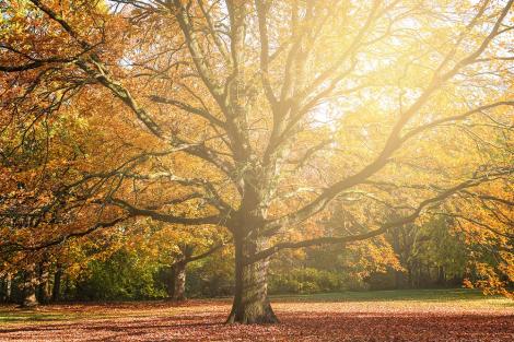 Fototapete Herbstbaum im Sonnenlicht