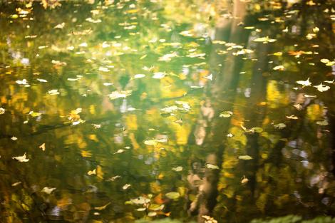 Fototapete Blätter auf einem See