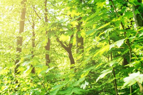 Fototapete Blätter im Sonnenlicht