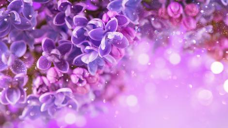 Fototapete blühender Flieder