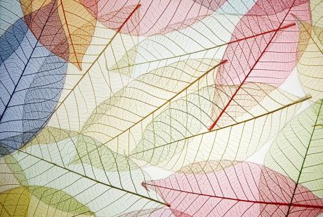 Fototapete mit bunten transparenten Blättern I Online bestellen!