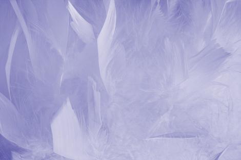 Fototapete mit flauschigen Federn in Lila
