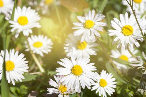 Fototapete Gänseblümchen
