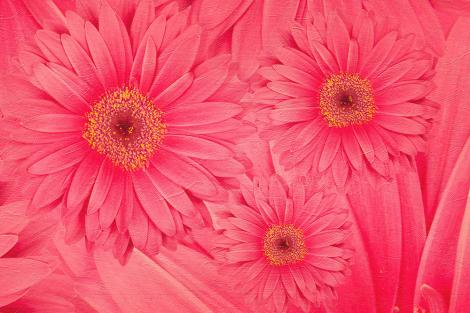 Fototapete Gerbera