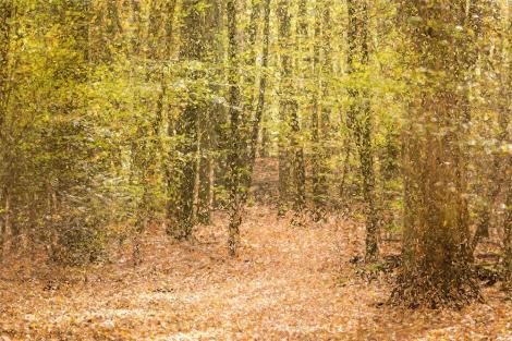 Fototapete Wald im Herbst