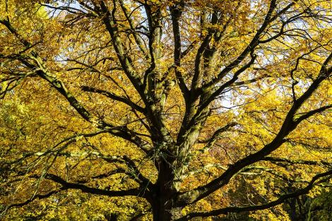 Fototapete Herbstbaum