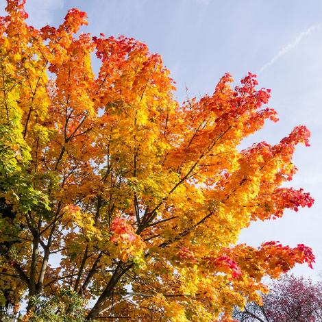 Fototapete Herbstbaum