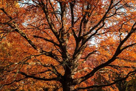 Fototapete Herbstbaum