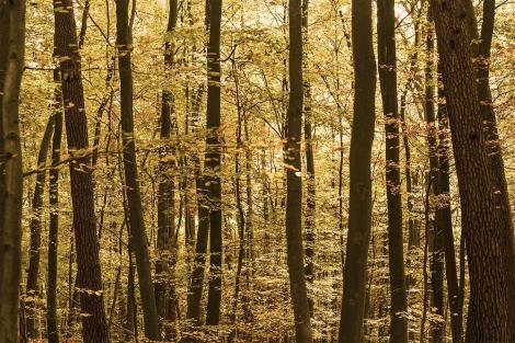 Fototapete Wald im Herbst
