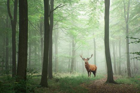 Fototapete Hirsch steht im nebeligen Wald