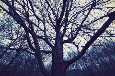 Fototapete unheimlicher Wald