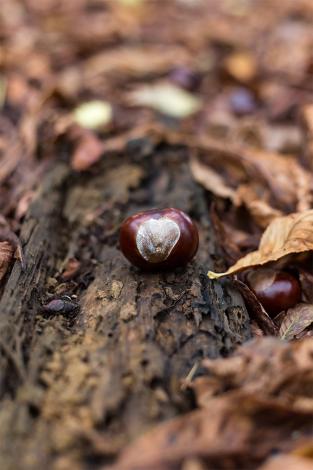 Fototapete Kastanie im Herbst
