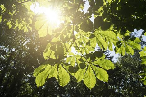 Fototapete Kastanienblätter im Sonnenlicht
