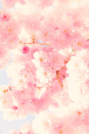 Fototapete Kirschblüte