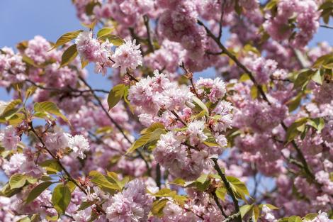 Fototapete Kirschblüte